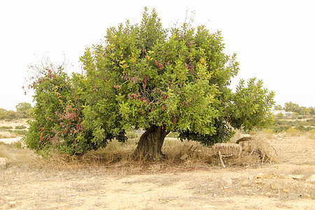 西班牙农村的树植被食物农场豆类叶子植物热带蔬菜灌木生物图片