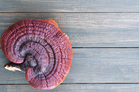 木板上紧贴的林芝蘑菇食物灵芝纤维上漆农业蔬菜药品农场生产医疗图片