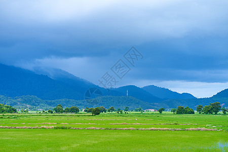 绿色稻田和山上深蓝色的云层在背景之下 (注 “绿稻田”)图片