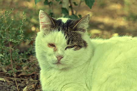 白色的猫看起来像摄影机 在夏天生锈的植物背景之下毛皮柔软度哺乳动物眼睛休息水平黄色爪子灰色虎斑图片