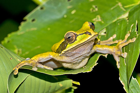 哥斯达黎加科科科瓦多国家公园 新格拉纳达交叉横带树蛙生态旅游自然保护动物群环境环境保护保护区生物学生物自然热带图片