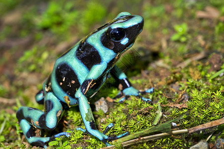 旅行青蛙哥斯达黎加热带雨林绿色和黑毒达氏蛙组织 热带雨林荒野野生动物栖息地自然公园历史两栖生物动物群避难所保护背景