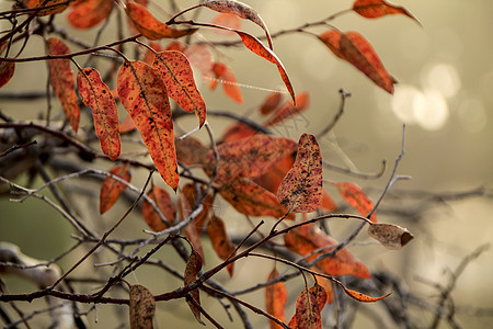 红乌白树叶在雾天叶纹质生长植物群皮肤桉树呼吸叶子植物环境胶树森林背景图片