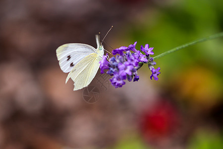 白蝴蝶 紫菜花花边的宏观白色动物群蜂蜜昆虫植物群绿色动物薰衣草花蜜图片