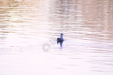 在湖中游泳的鸭子月光荒野动物群野生动物反射羽毛薄雾季节池塘日落蓝色图片