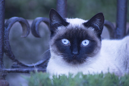 蓝眼睛的Siamse猫躺在街上眼睛黑色绿色花园短发头发猫咪哺乳动物连体小猫图片