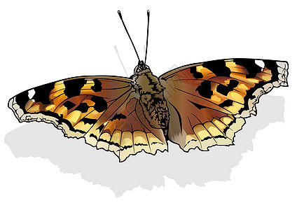 康普顿龟甲蝴蝶图片