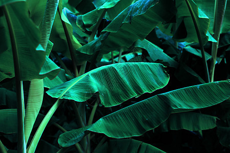 热带香蕉叶丛林条纹情调丛林异国棕榈花园植物生长叶子生态图片