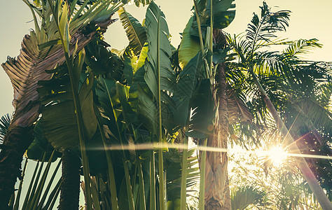热带香蕉叶纹理香蕉花园墙纸异国森林棕榈绿色情调季节环境图片