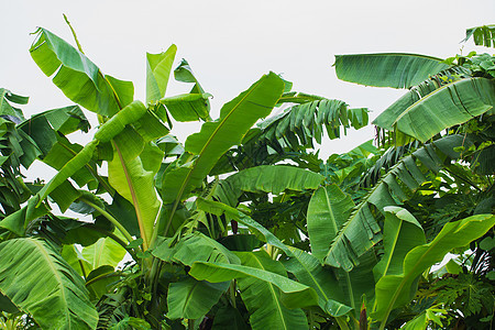 香蕉树丛林生长花园水果植物香蕉绿色季节叶子食物热带图片
