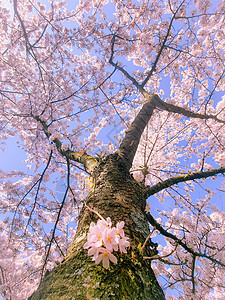 阿姆斯特丹粉色日本樱花园盛开樱花城市花园晴天风景森林房子季节植物旅游图片