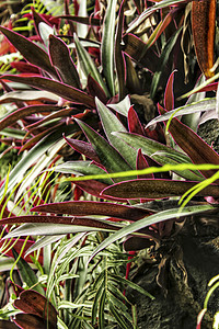 前卫的五颜六色的紫竹科植物院子花园植物学地面紫色墙纸衬套树枝草丛灌木图片