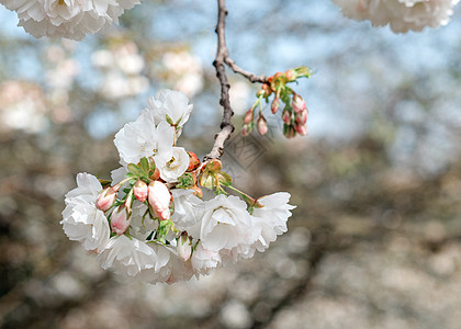 白花枝在春天温暖的白天开花天空粉色植物学绿色樱花公园花园花朵植物群季节图片