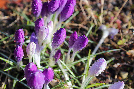 有选择地关注紫花椰子花 春天外面有雨滴 在树上生长藏红花空间鲜花紫色红花叶子园艺蓝色植物群植物图片
