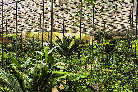 植物园中的绿色植被植物学生长生活绿化衬套树林花园园艺园林天空图片