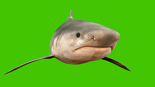 鲨鱼在水下游泳 张开大嘴 满口尖锐危险的牙齿图片