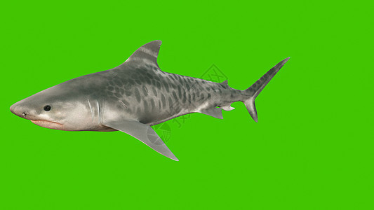 一只大鲨鱼在水下游泳 张开口 满嘴尖锐危险的牙齿 3D图片