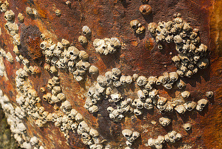 腐蚀 pol 上的岩石藤壶棕色套管海上生活动物橙子海岸支撑艺术氧化生物图片