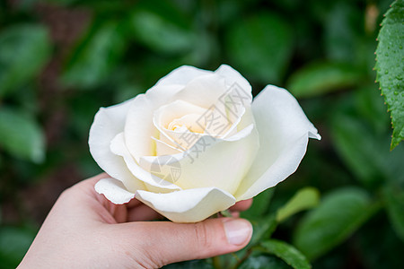 白色玫瑰手握着美丽多彩的玫瑰花朵植物花园叶子玫瑰礼物花瓣绿色白色背景