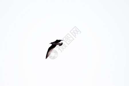 蓝天上飞翔的海鸥光影自由天空翅膀海滩海洋鸟类航班羽毛野生动物海鸟图片