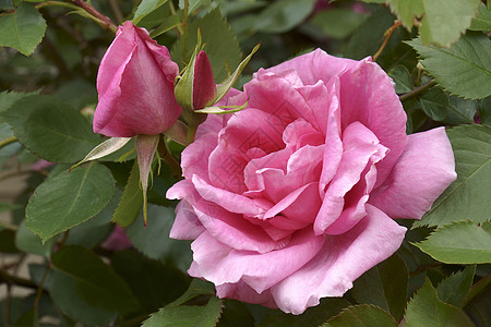 混合玫瑰花的贴近图像植物生物植物群生物学园艺被子杂交灌木玫瑰植物学图片