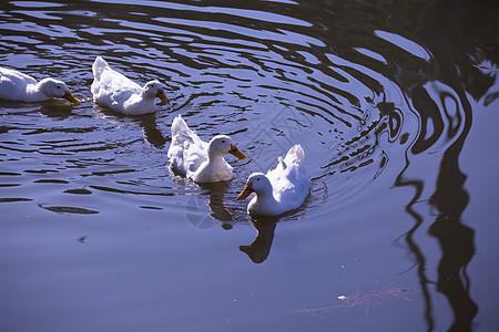 四只雪地鹅游泳环境多样性野生动物团体翅膀场景水禽羽毛生态淡水图片