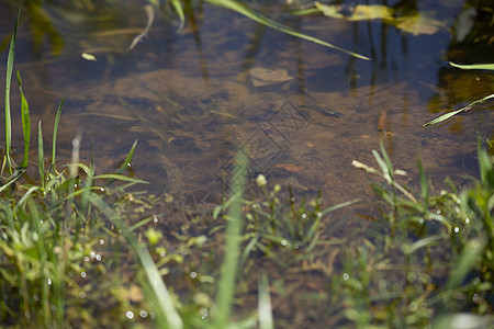 Minnows 游泳运动场景环境淡水野生动物生活动物群脊椎动物生物学河口团体图片