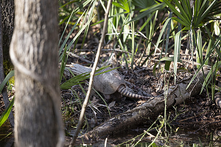 Armadillo 开发生态生物食虫荒野食蚁兽场景生活动物群科学哺乳动物图片