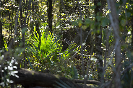 白脚鹿林地多样性科学生物学森林树木风景毛皮白尾场景图片