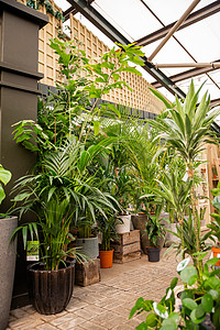 商店内植物和小树的露面花瓣花园花店温室芳香花盆展示圆顶植物学金属图片