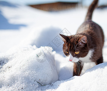 一只棕色的毛绒猫在冬天穿过雪地毛皮眼睛哺乳动物冻结家庭虎斑晶须季节好奇心家猫图片