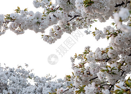 白花枝在春天温暖的白天开花天空公园植物群粉色季节白色樱花叶子植物学植物图片