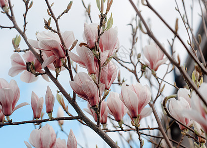 在阳光明媚的春日 在早午餐和蓝天空对准蓝天时 白花朵和粉红木兰花玉兰天空叶子植物白色植物群美丽花园粉色紫色图片