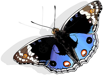 蓝三色堇蝴蝶宏观翅膀景点生物学花园环境鳞翅目优美动物群昆虫图片