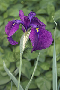 被子植物银带Iris花虹膜杂色生物鸢尾花水鸢尾鸢尾生物学植物群植物被子背景