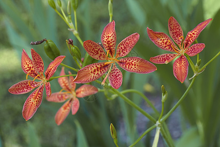 黑莓花生物植物群植物学植物生物学园艺被子鸢尾花图片