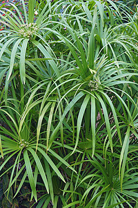 伞状植物伞掌池塘生物互生被子伞形香附园艺植物学生物学图片