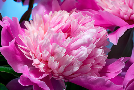 粉红小马的特写花期牡丹花花园花艺花朵植物群设计植物宏观粉红色图片
