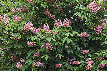 麦克奈尔堡红马桃花植物学被子植物园艺植物群灌木板栗杂交种生物花朵图片