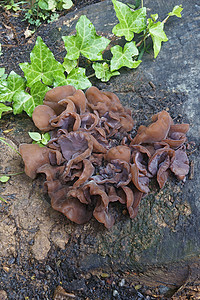 木耳蘑菇植物耳科树耳耳朵图片