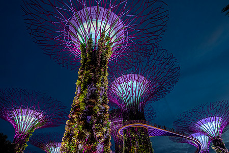 晚上从海湾旁看花园新加坡树林场景森林游客树木蓝色城市照明首都雕塑图片