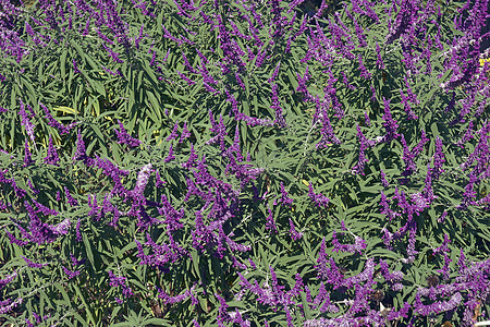墨西哥灌木圣花的近视图像天鹅绒植物生物花朵植物群唇形科植物学鼠尾草园艺生物学图片