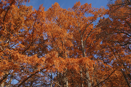 秋天全国日出红木树园艺裸子植物松树植物群柏科生物叶子生物学国家背景