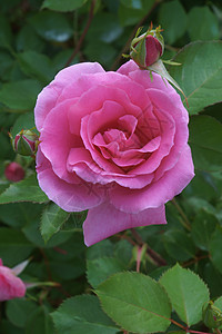 混合花朵玫瑰被子生物灌木园艺植物群生物学植物学杂交植物图片