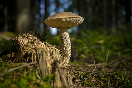 在森林中生长的野布列图斯蘑菇苔藓木头食物植物饮食菌类叶子环境荒野季节图片