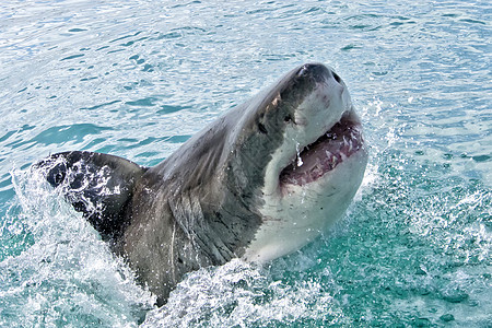 南非西开普省甘斯拜大白鲨鱼生态旅游旅游猎人牙齿生物学主题食肉野生动物多样性海洋图片