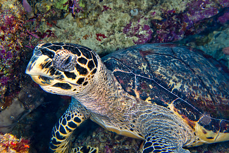 Hawksbill海龟 印度尼西亚布纳肯国家海洋公园生态热带海洋生物海洋自然保护动物荒野保护水生生物潜艇图片