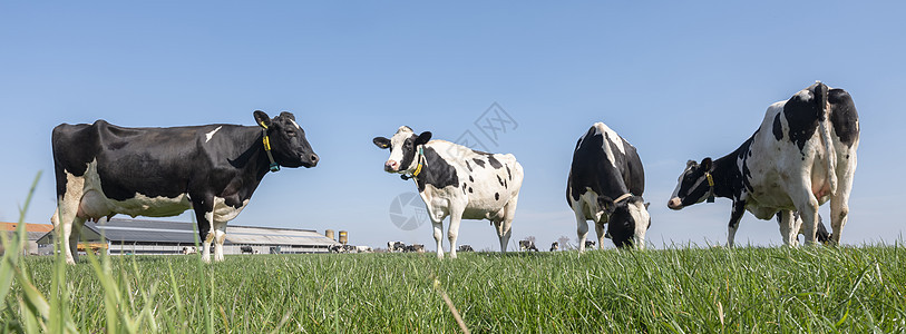 在泽兰杜特奇省靠近农场的绿草地上发现奶牛国家农村风景动物农田天空蓝色草原牛奶家畜图片