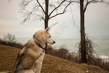 白哈斯基在海滩上 日落过食肉犬类海洋朋友小狗毛皮宠物蓝色猎犬快乐图片