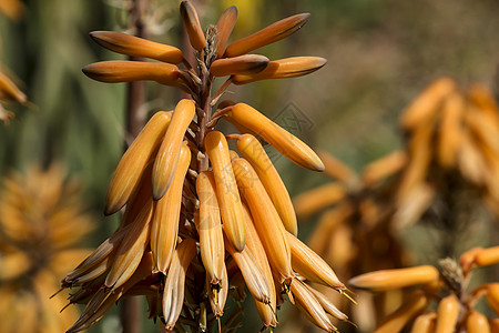 太阳下花园的Aloe Vera植物橙子化妆品沙漠绳索芦荟草本植物护理生长洗剂皮肤图片